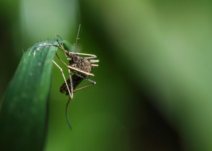 A mosquito on a green leaf